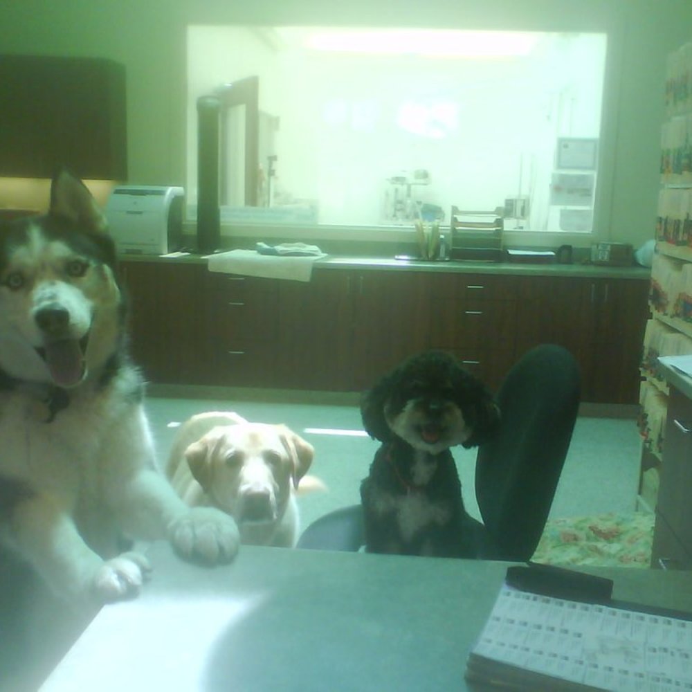 61 Funny Animal Photos, image size:1000x1000