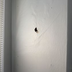 Metropolitan Management - They left the nail holes in the wall. The bigger hole happened because of crumbling drywall behind it and there was traces of rodent poop