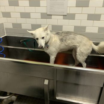 Petco - Lots of space for a bigger dog and there are mats at the bottom of the tub so it's not slippery. Love this place. - Pet Stores Near Me - San Antonio, Texas