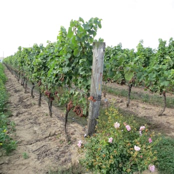 Flat Rock Cellars - Wineries Near Me - Jordan, Ontario