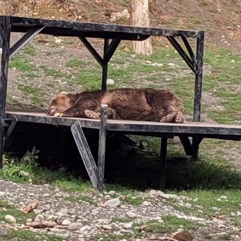 The Alaska Zoo - Brown bear taking a nap - Zoos Near Me - Anchorage, Alaska The Alaska Zoo - Brown bear taking a nap - Zoos Near Me - Anchorage, Alaska