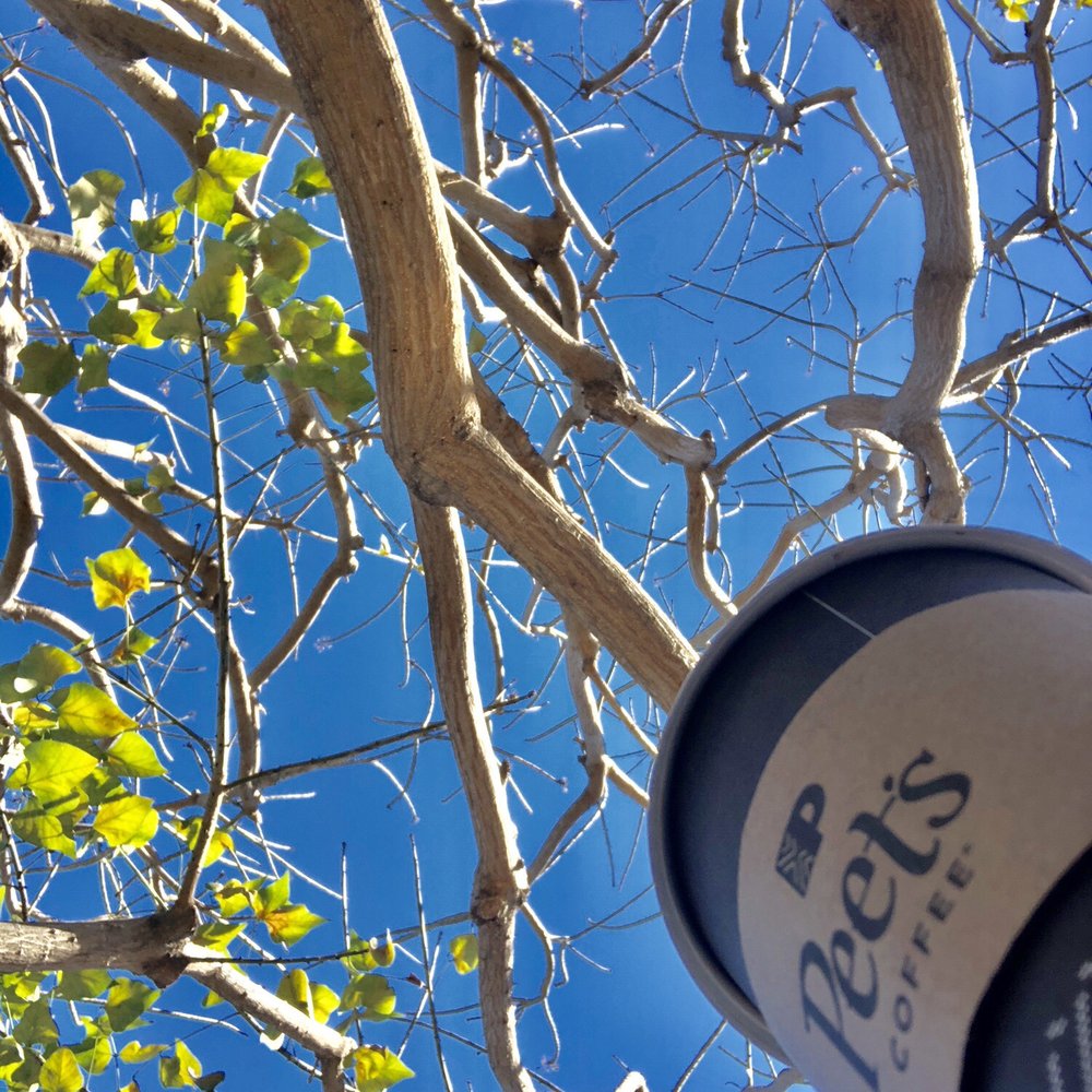 Peet's Coffee - Another beautiful day! Cheers! Trying their new Vanilla Cardamom Latte! A taste of fall - Coffee & Tea Near Me - Laguna Niguel, California Peet's Coffee - Another beautiful day! Cheers! Trying their new Vanilla Cardamom Latte! A taste of fall - Coffee & Tea Near Me - Laguna Niguel, California