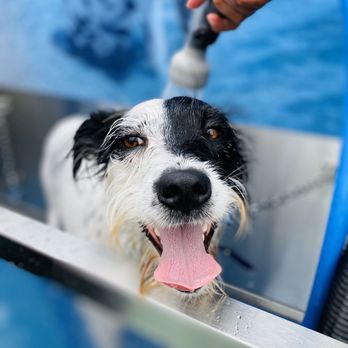 DoggoWash - Crazy Luna getting clean. - Pet Groomers Near Me - San Diego, California DoggoWash - Crazy Luna getting clean. - Pet Groomers Near Me - San Diego, California