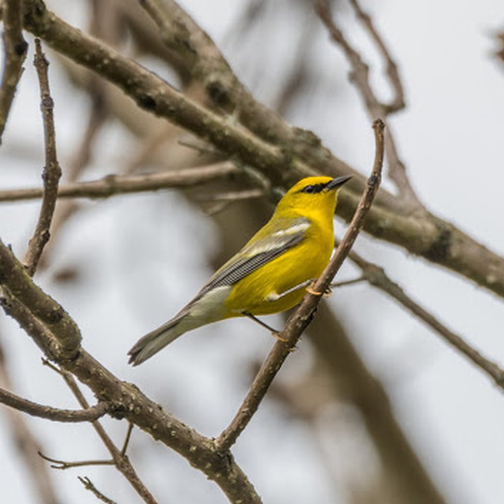 Morgan Conservation Park - Blue-winged Warbler - Parks Near Me - La Grange, Kentucky Morgan Conservation Park - Blue-winged Warbler - Parks Near Me - La Grange, Kentucky
