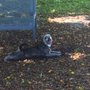 Photo of Lantana Dog Park