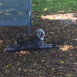 Lantana Dog Park - Spike enjoying himself ...