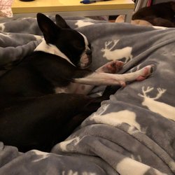 k9 behaviorist near me