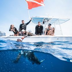 Shark Addicts