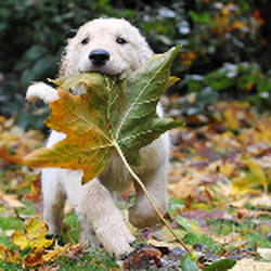 Darland Pet Clinic
