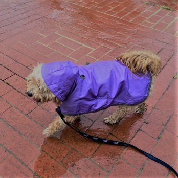 Metro Mutts - Gracie's ready for the rain - Dog Walkers Near Me - Washington, DC, District of Columbia