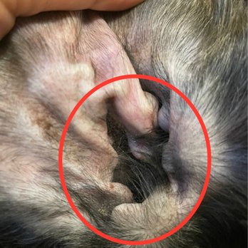 Top Grooming - If the ears were cleaned, they're weren't cleaned well. You can still see the dead skin grime sticking to his hairs in his ears. - Pet Groomers Near Me - Gardena, California Top Grooming - If the ears were cleaned, they're weren't cleaned well. You can still see the dead skin grime sticking to his hairs in his ears. - Pet Groomers Near Me - Gardena, California