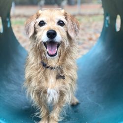 Watsessing Park Dog Run - IG: @hersheythedog