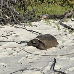 Barefoot Beach Preserve County Park - We found a tortoise!
