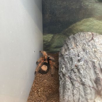 Petco - Sick tarantula - Pet Stores Near Me - River Forest, Illinois