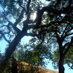 Callippe Preserve Trail - Tree.