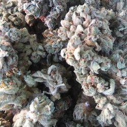 Strictly Humboldt - Cannabis Delivery