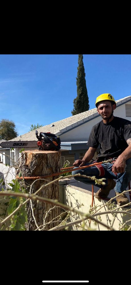 AZ Tree Team - tree service in Phoenix, AZ