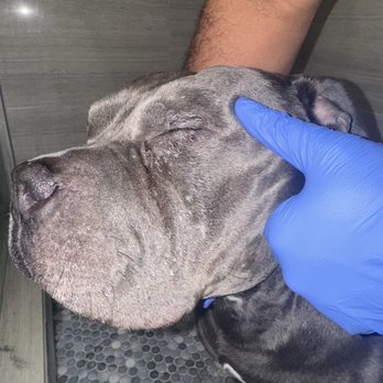 Oh My Dog - Cut under his eye - Pet Groomers Near Me - Kearny, New Jersey