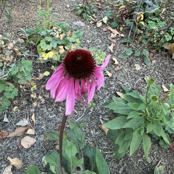 Greensboro Arboretum - Echinacea purpurea, purple coneflower - Botanical Gardens Near Me - Greensboro, North Carolina Greensboro Arboretum - Echinacea purpurea, purple coneflower - Botanical Gardens Near Me - Greensboro, North Carolina