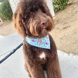 Charlie 2nd time and he is looking sharp. Thank you guys Charlie 2nd time and he is looking sharp. Thank you guys