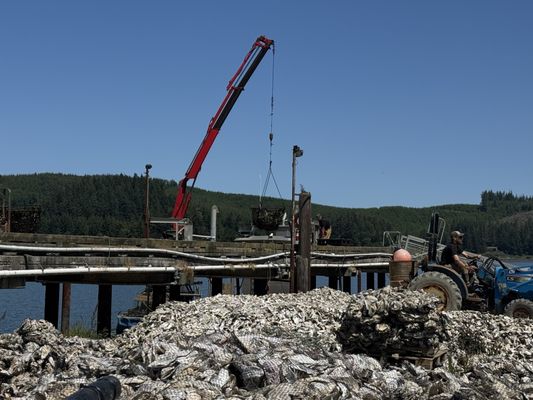 Clausen Oysters by null