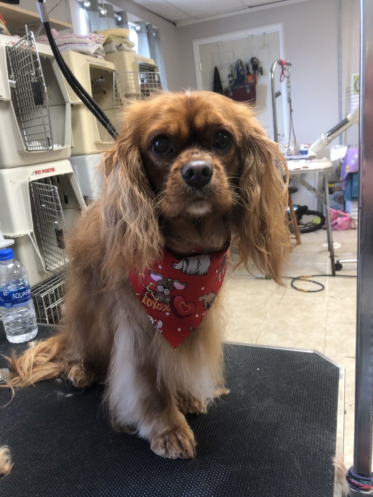 A PRETTY PUPPY PET GROOMING Updated July 2024 389 Highway 51