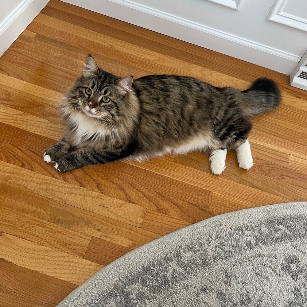 Happy Paws Salon - Before his cut - Pet Sitting Near Me - Fox, Massachusetts