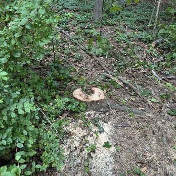 Groundmaster Landscape & Tree Care - One of the trees removed. - Landscaping Near Me - Concord, North Carolina