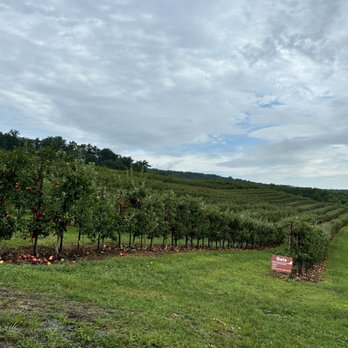 Catoctin Mountain Orchard - Gala - Fruits & Veggies Near Me - Thurmont, Maryland Catoctin Mountain Orchard - Gala - Fruits & Veggies Near Me - Thurmont, Maryland