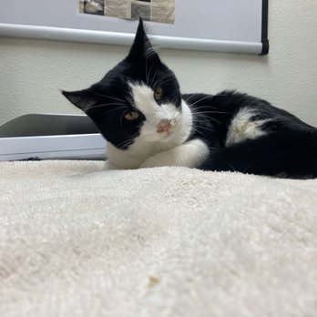 Pet Emergency Center - Emergency Pet Hospital Near Me - Mount Vernon, Washington Pet Emergency Center - Emergency Pet Hospital Near Me - Mount Vernon, Washington