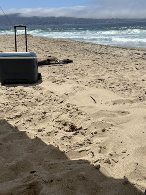 Monterey State Beach by null