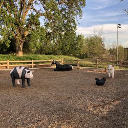 Broder Family Homestead Park - Play corral. Let the kids (young & old) run amok. The pigs are life size, the chickens not so much.