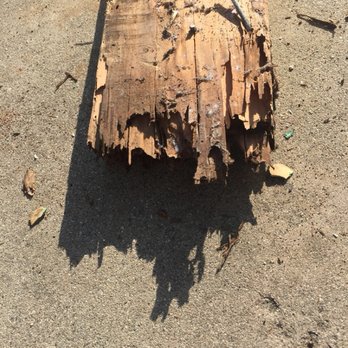 Citywide Termite - Drywood termite damage - Pest Control Near Me Citywide Termite - Drywood termite damage - Pest Control Near Me