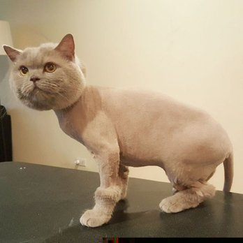 British Long Haired Delilah After Getting A Lion Cut Yelp