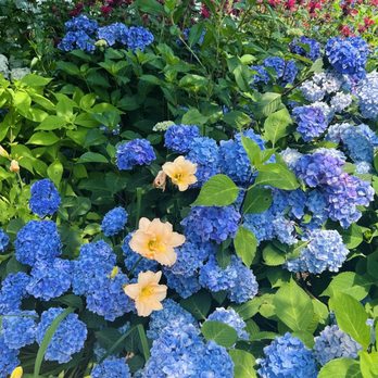 Heritage Museums & Gardens - Hydrangea Display July 2024 - Botanical Gardens Near Me - Sandwich, Massachusetts Heritage Museums & Gardens - Hydrangea Display July 2024 - Botanical Gardens Near Me - Sandwich, Massachusetts