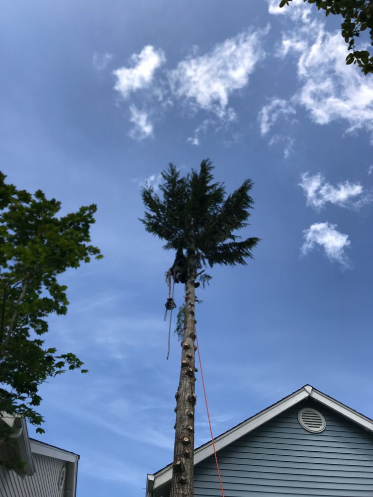 Barrett’s Tree Service - veterans service organization in DuPont, WA