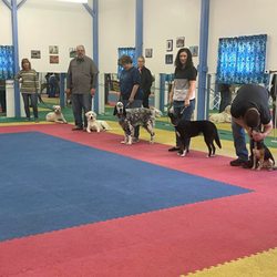Shadyrock School For Dogs
