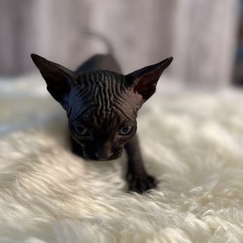 Barenuddles Sphynx - Black Male Sphynx Kitten - Pet Breeders Near Me - San Marcos, California Barenuddles Sphynx - Black Male Sphynx Kitten - Pet Breeders Near Me - San Marcos, California