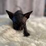 Photo of Barenuddles Sphynx