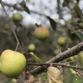 Fairmount Fruit Farm - apples on a tree - Nurseries & Gardening Near Me - Franklin, Massachusetts Fairmount Fruit Farm - apples on a tree - Nurseries & Gardening Near Me - Franklin, Massachusetts