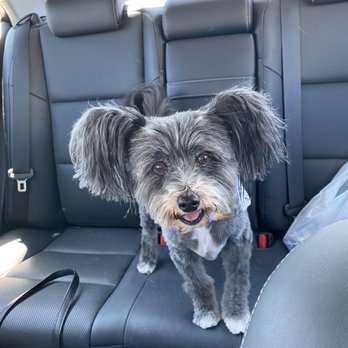 Very Important Puppy - Pet Groomers Near Me Very Important Puppy - Pet Groomers Near Me