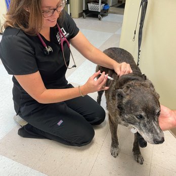 Brenham Veterinary Hospital - Dr. Rockey-Millican administering a vaccine - Veterinarians Near Me - Brenham, Texas