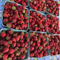 VK Fruit Farm - Freshly Picked Strawberries!!!