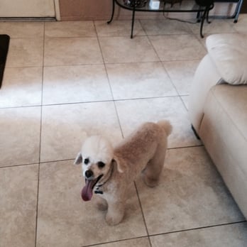 Dogs Gone Stylin' - Here's buddy - Pet Groomers Near Me - Beaumont, California Dogs Gone Stylin' - Here's buddy - Pet Groomers Near Me - Beaumont, California