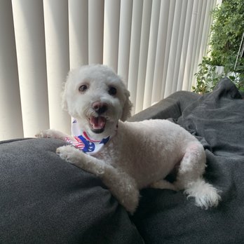 Bone Sweet Bone - Pet Boarding Near Me - North Hollywood , California