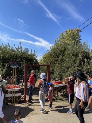 Willowbrook Apple Farm by null