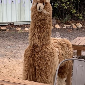Lucky Llama Coffee - Outside patio llama - Acai Bowls Near Me - Carpinteria, California Lucky Llama Coffee - Outside patio llama - Acai Bowls Near Me - Carpinteria, California