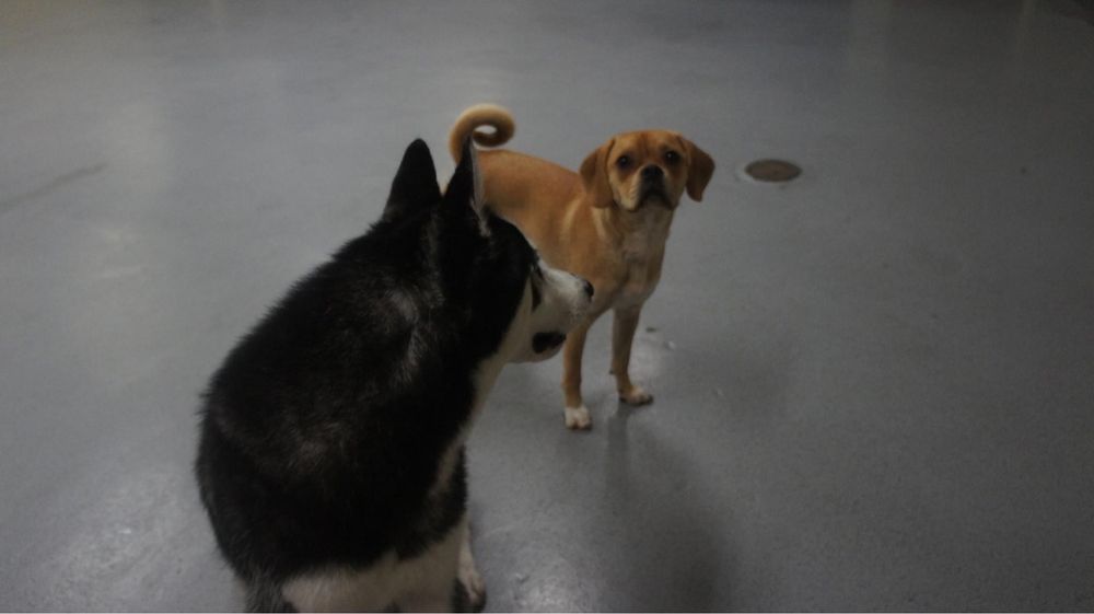 Dusty's Dog House - pet boarding facility in Bayonne, NJ