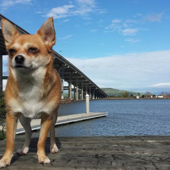 Pet Sitting Professionals - Ginger at Black Point - Dog Walkers Near Me