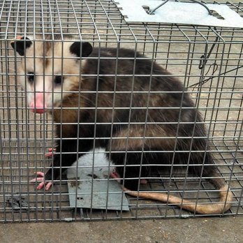 The Critter Catcher - Pest Control Near Me - Raymond, Mississippi The Critter Catcher - Pest Control Near Me - Raymond, Mississippi